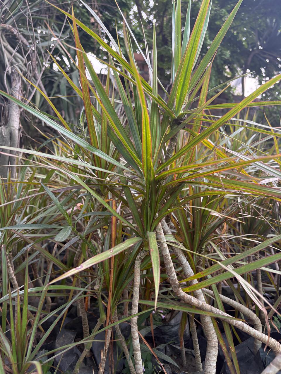 Colorful Dracaena plant with long leaves