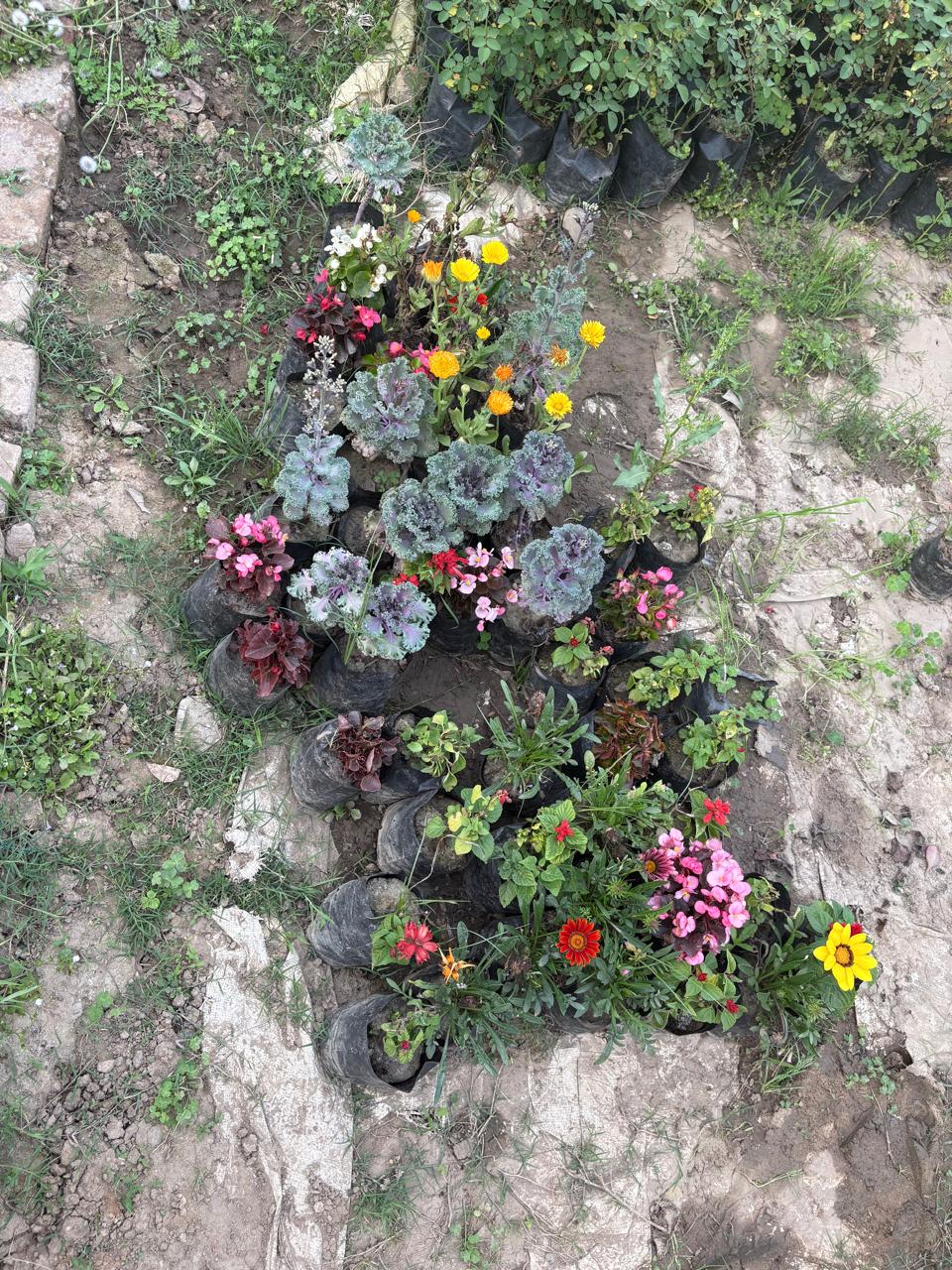 Colorful potted flowers in a garden bed