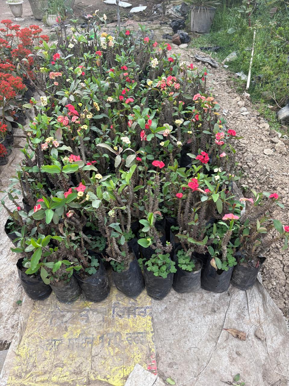 Potted Crown of Thorns plants in black bags