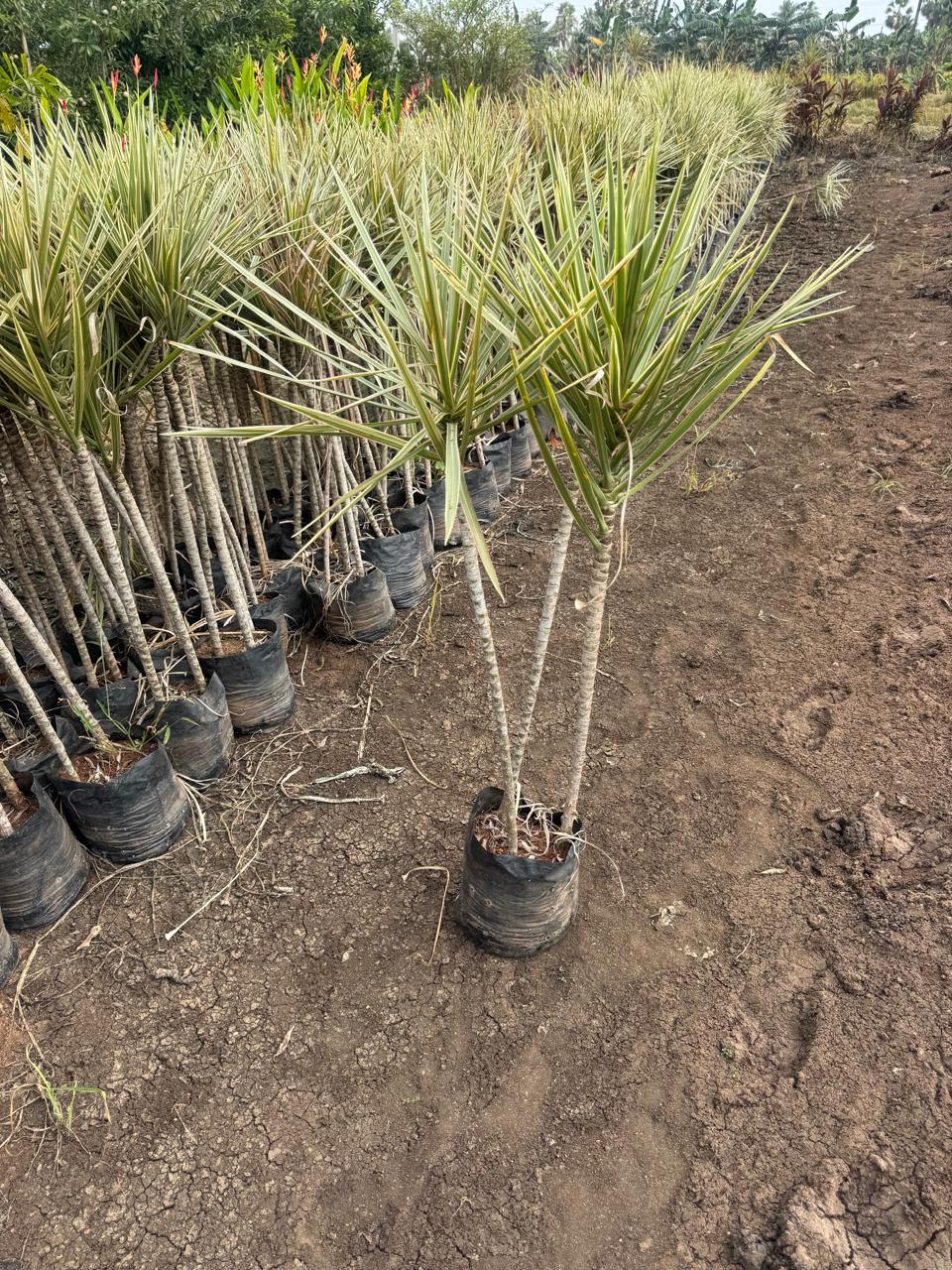 Rows of potted Dracaena plants in a nursery