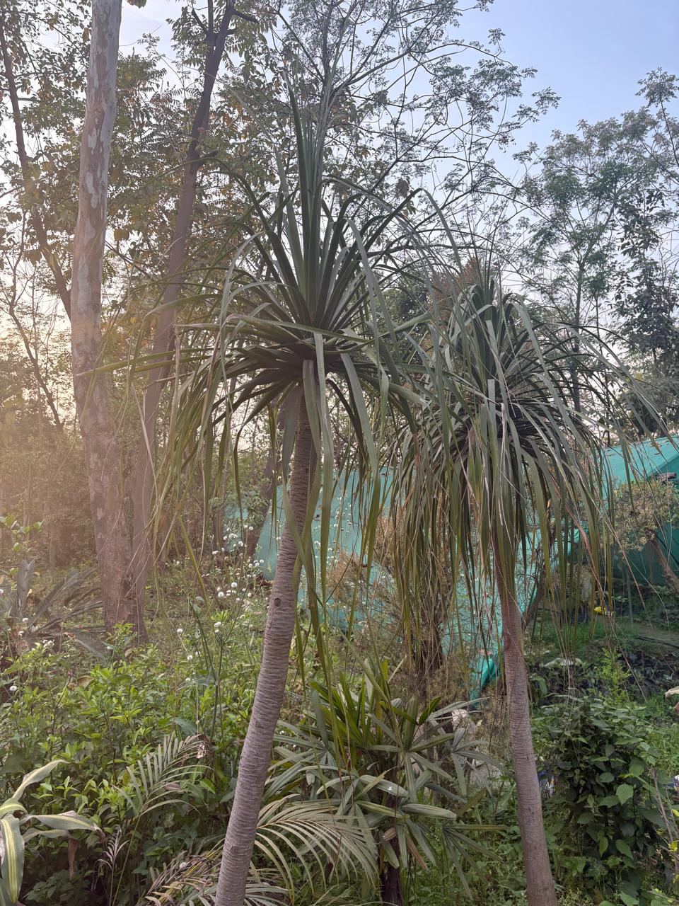 Two tall Dracaena trees in a garden