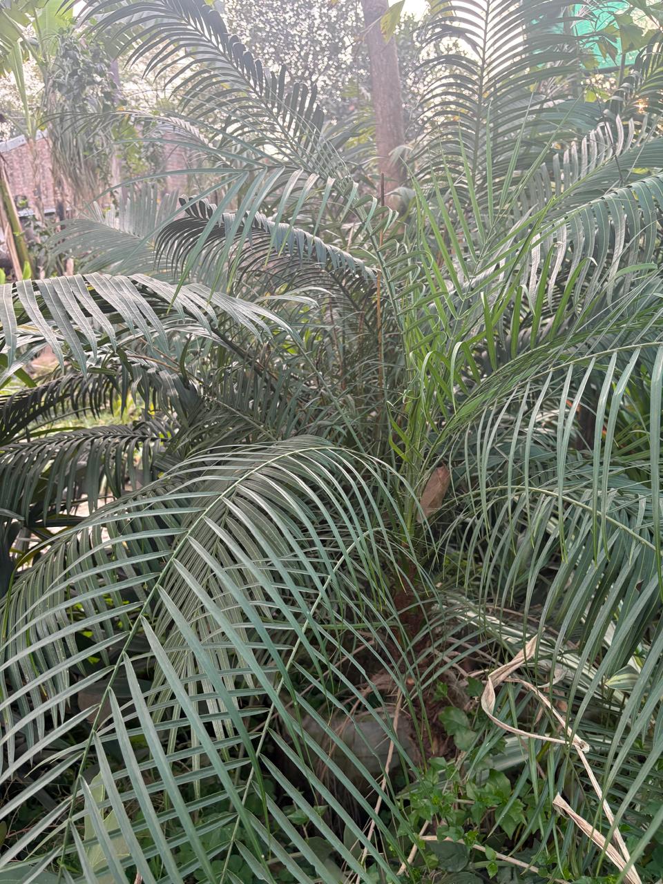 Green palm fronds in a garden