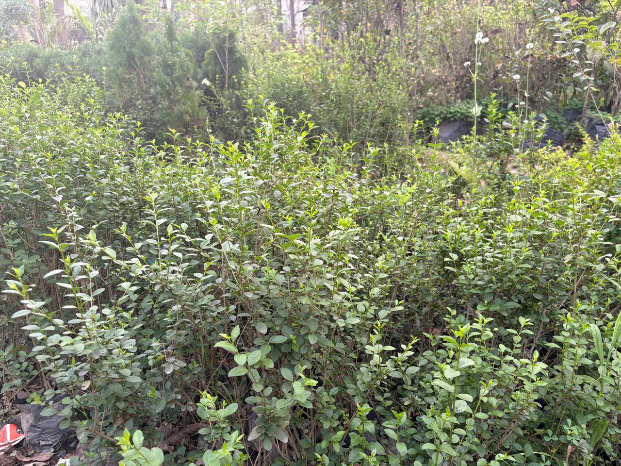 Green leafy bushes in a garden