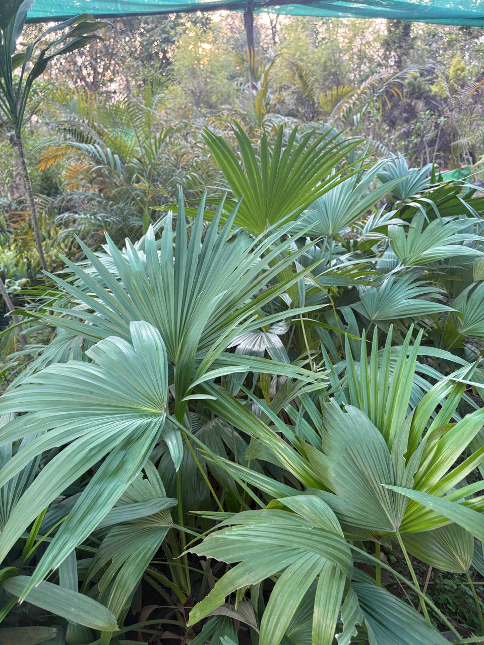 Green fan palm leaves in a garden