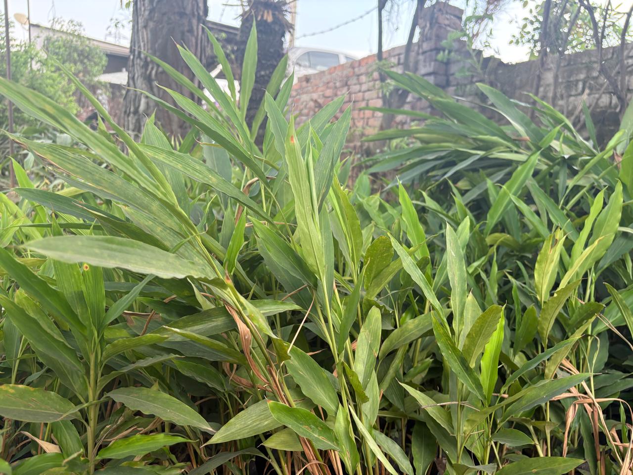 Green leafy plants growing near a brick wall