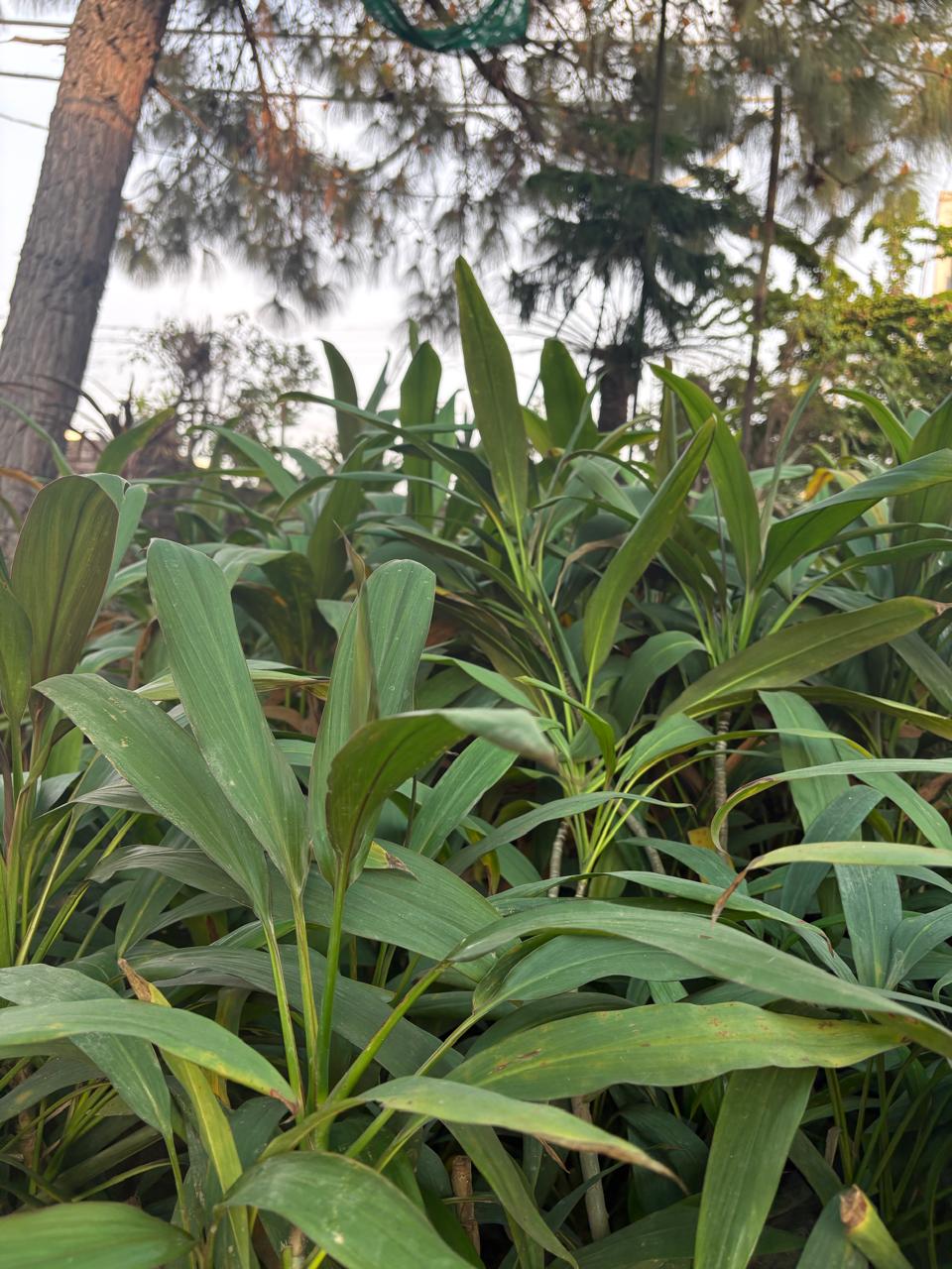 Green leafy plants in a garden