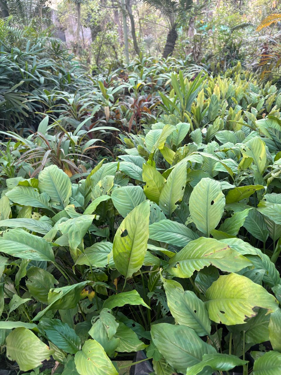 Green leafy plants in a garden