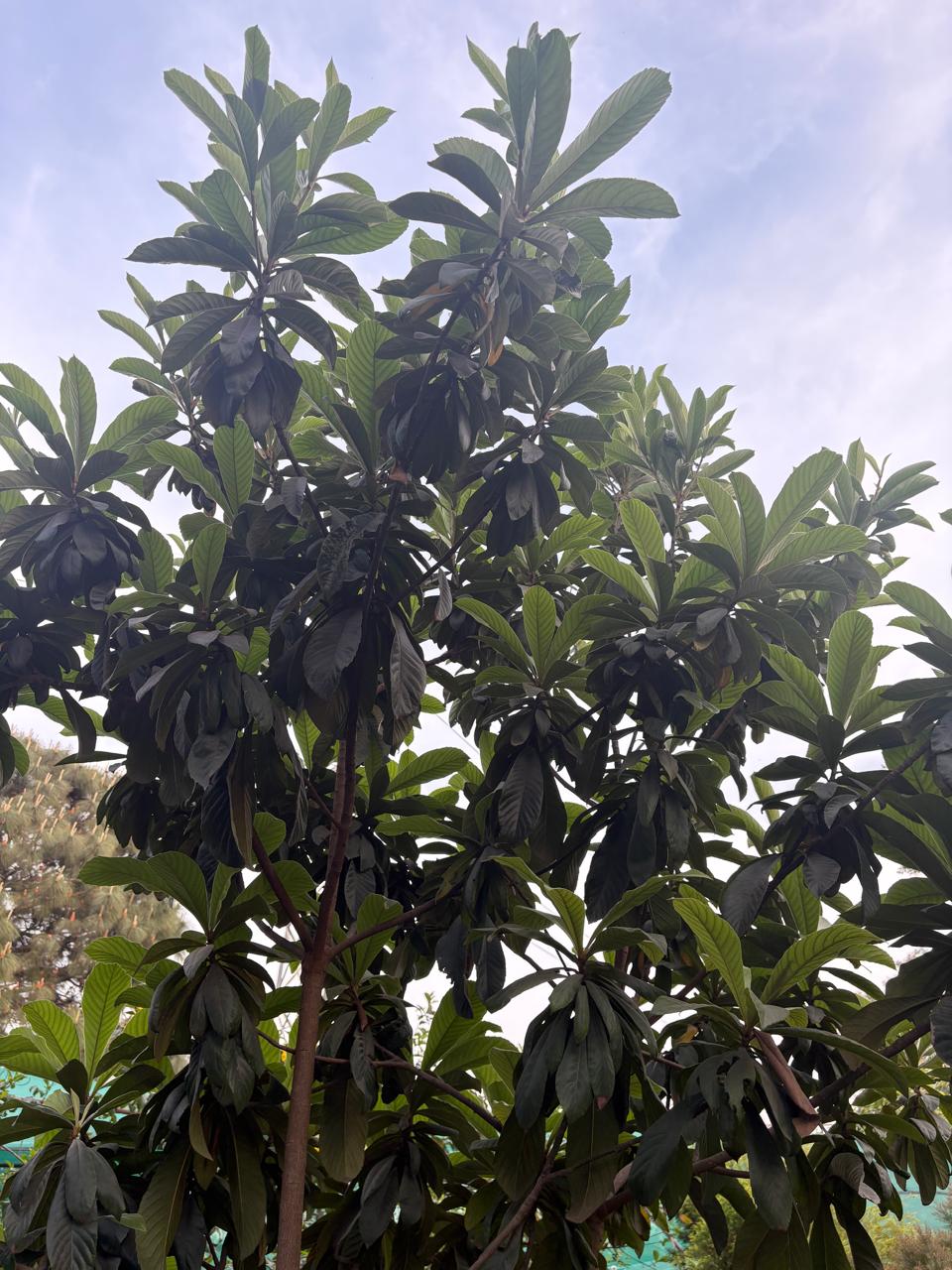 Green tree leaves against sky