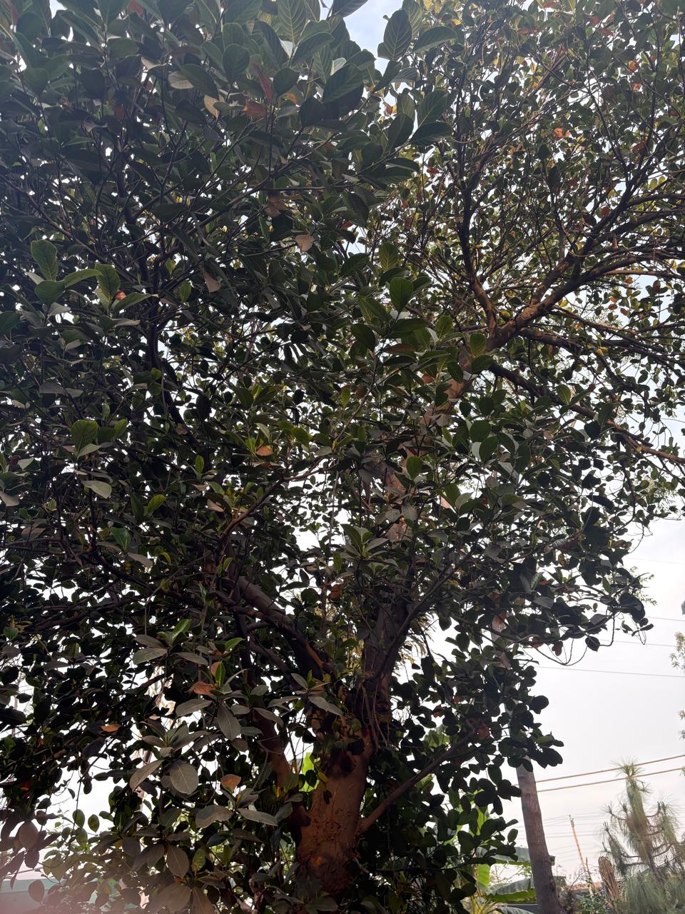 Large leafy tree with dense branches