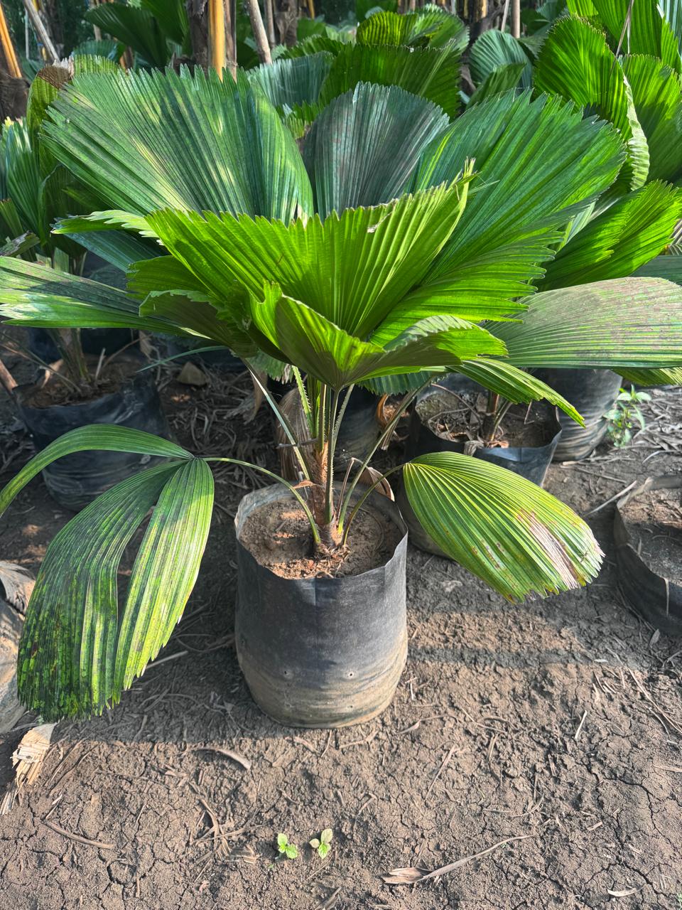 Potted fan palm plant in nursery