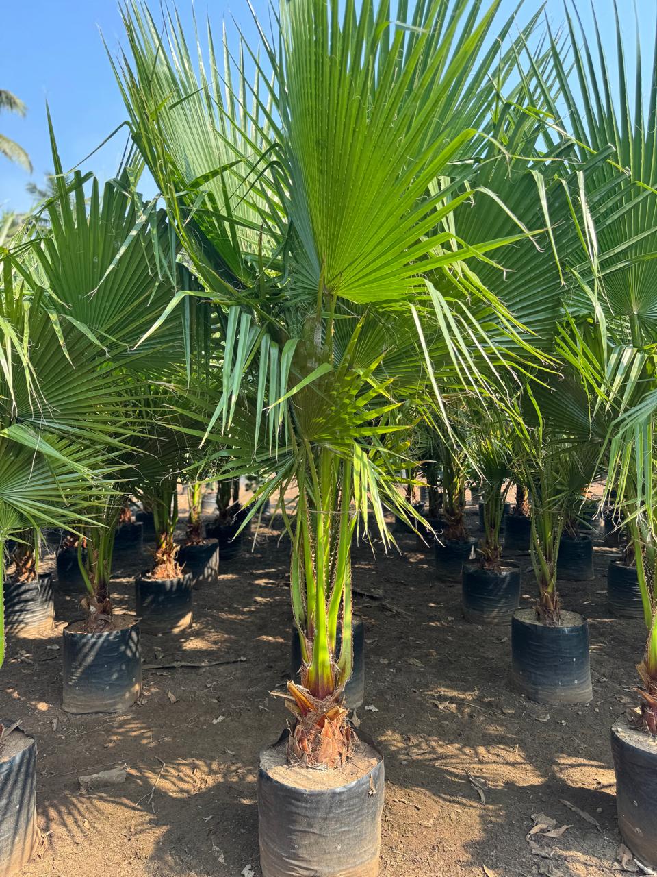 Potted palm trees in nursery
