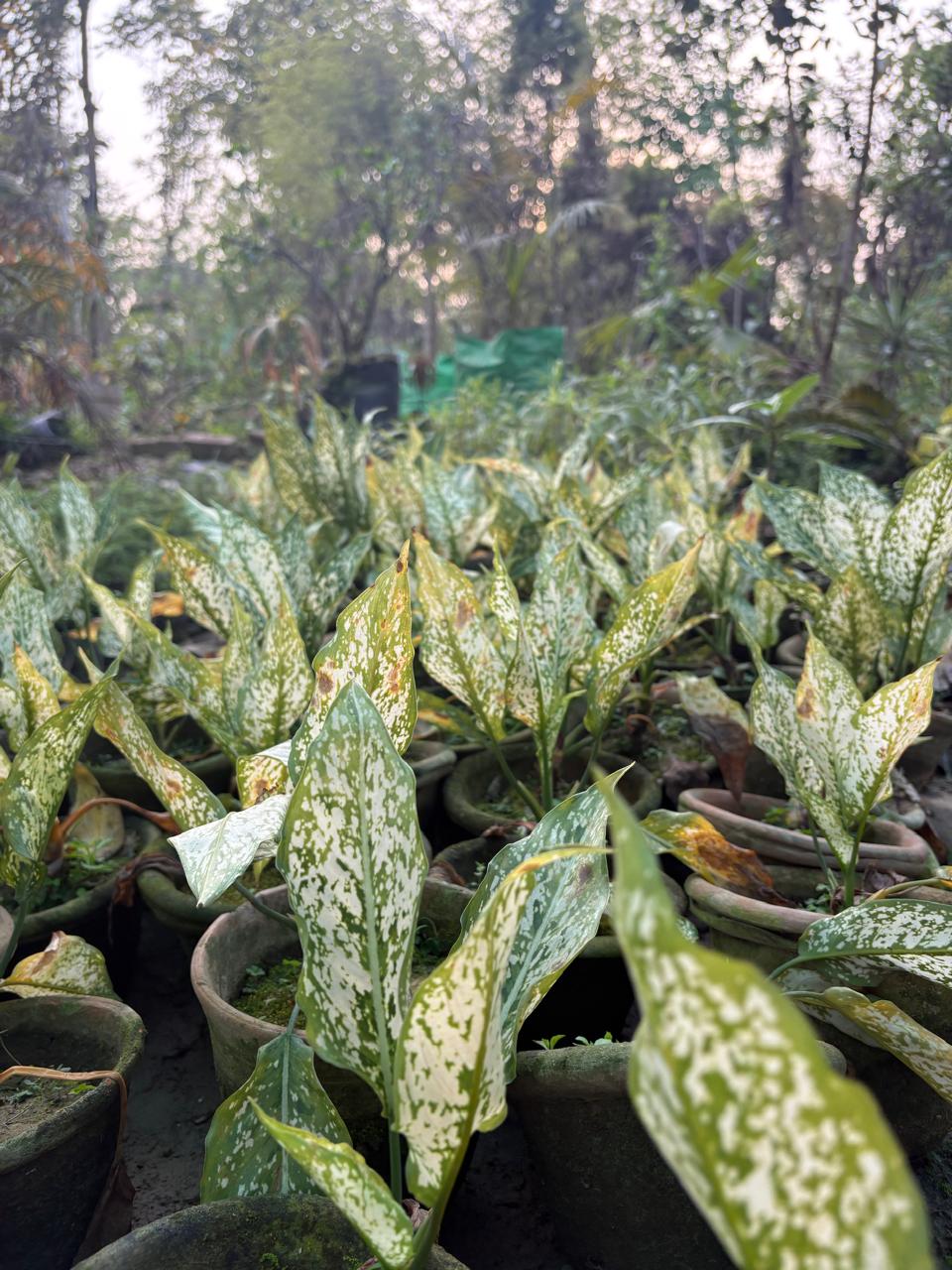 Potted spotted plants in a garden