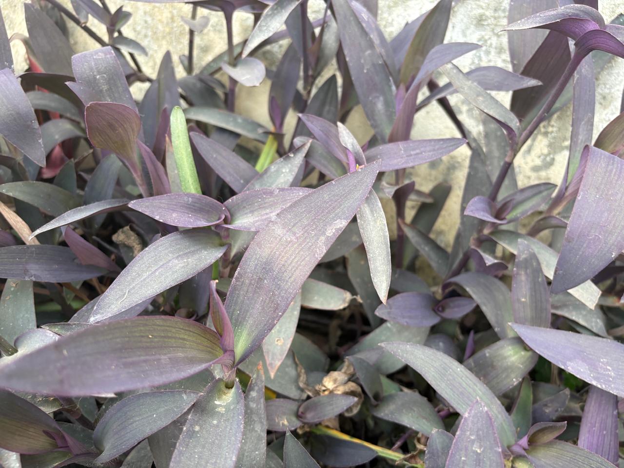 Purple leafy plant close-up