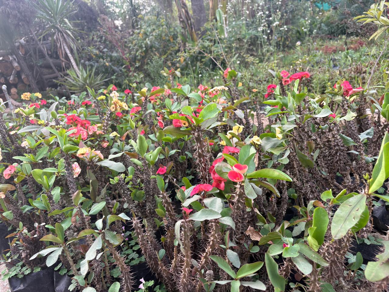 Red Crown of Thorns plants in a nursery