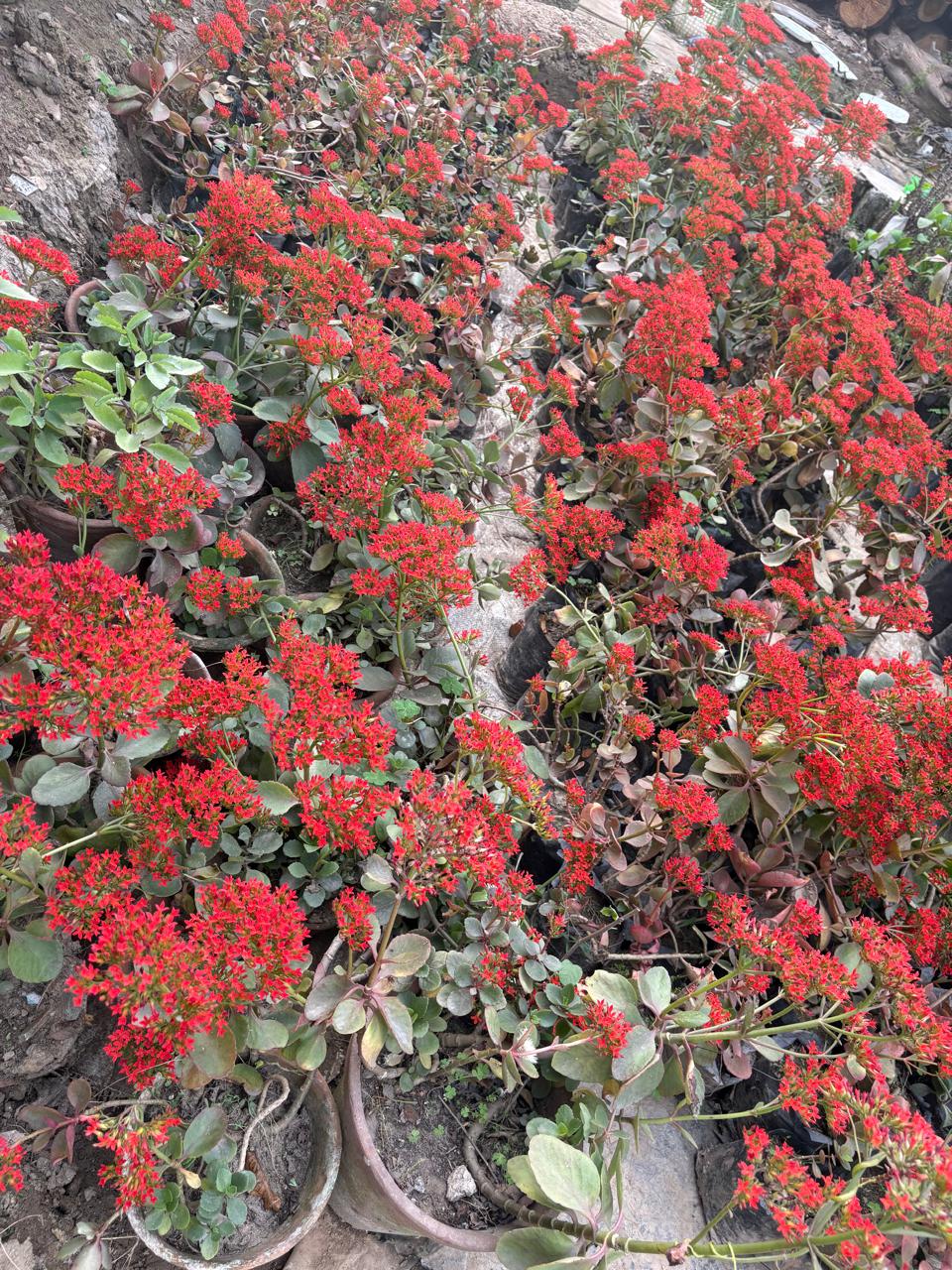Red flowers blooming in pots
