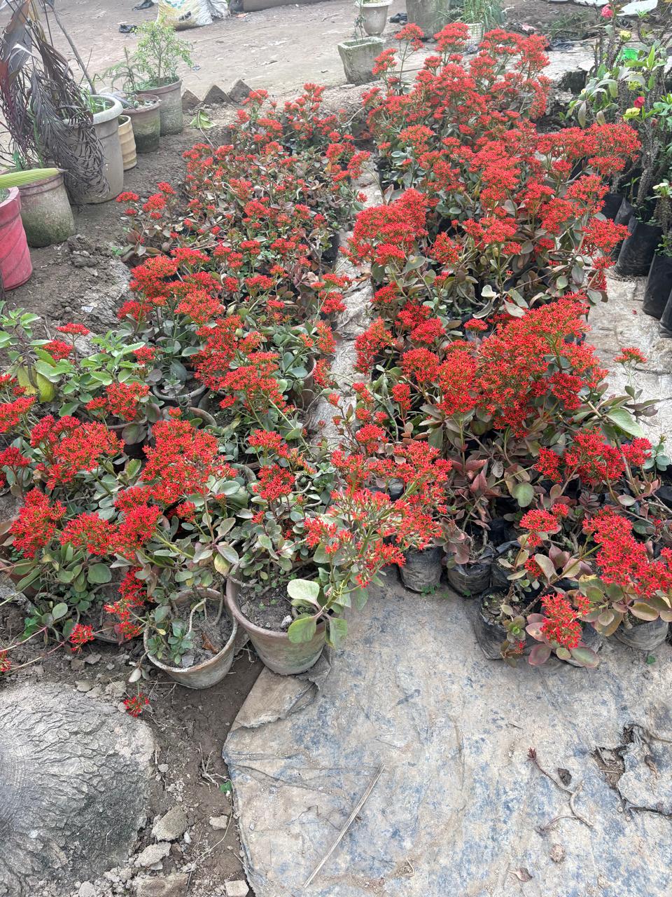 Red flowers blooming in pots