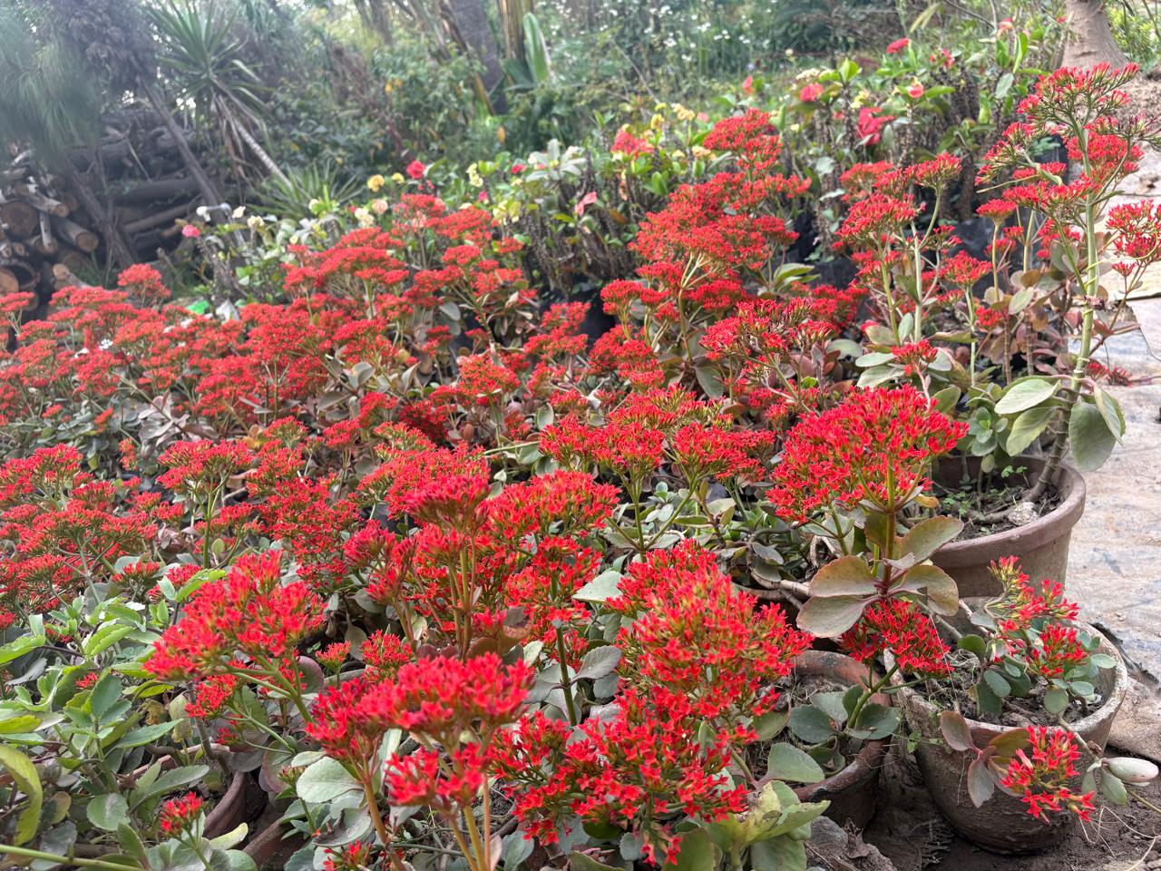 Red flowers in terracotta pots
