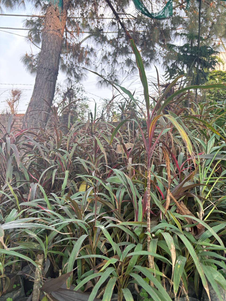 Red-leafed plants in a nursery