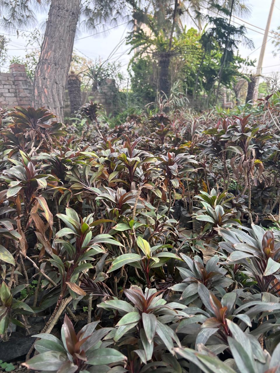 Red leaf plants in a nursery