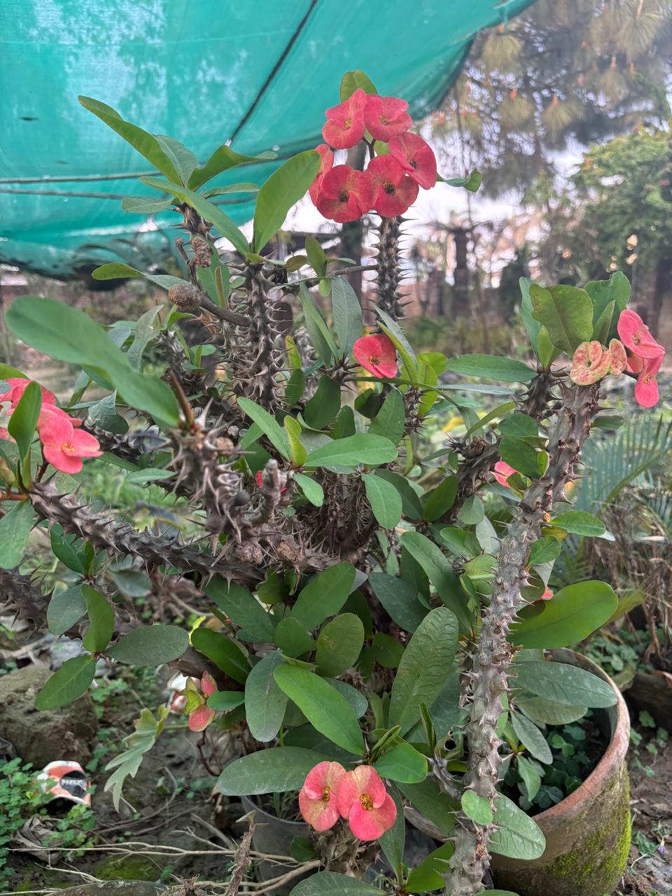 Spiky plant with red flowers