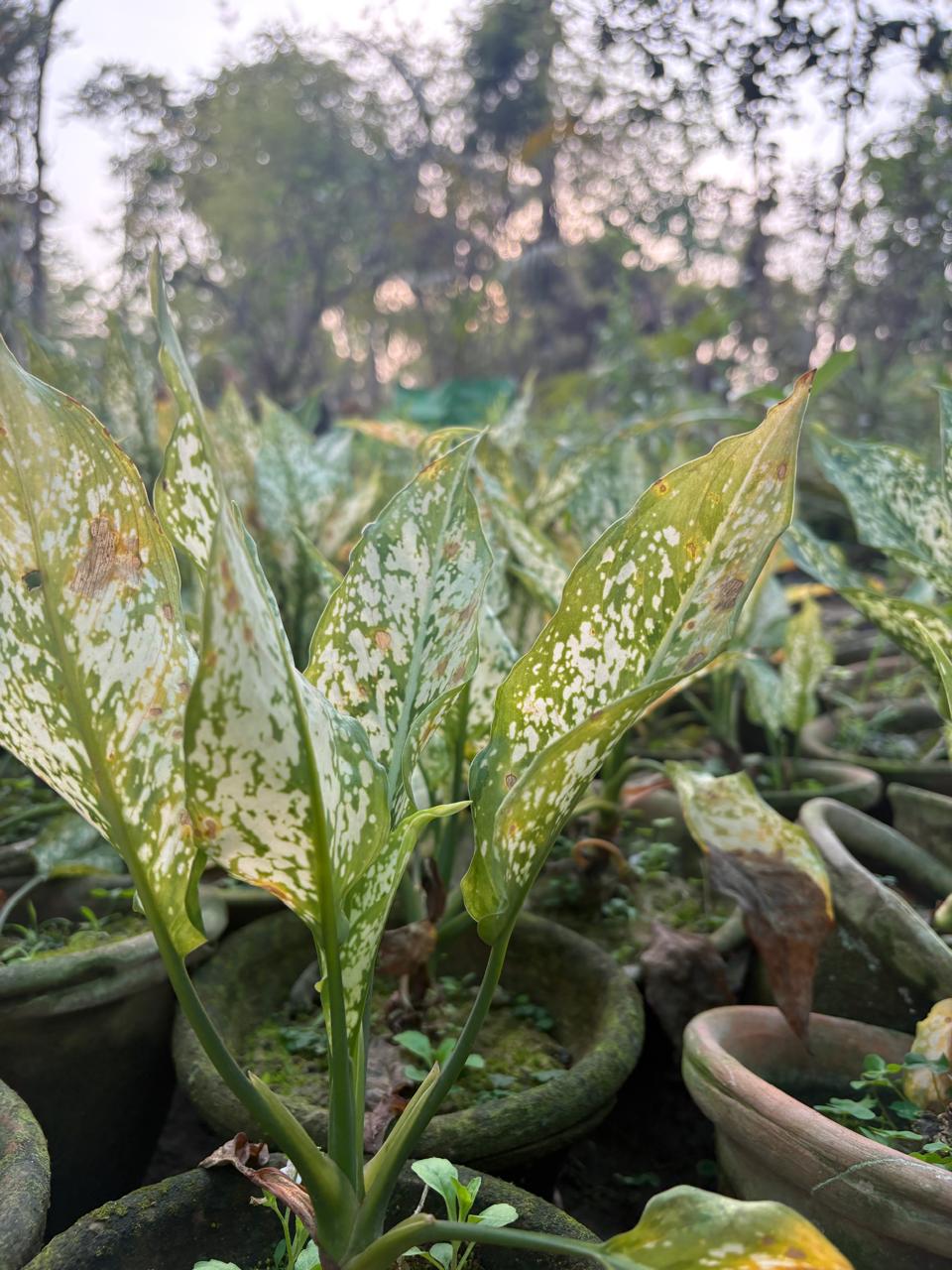 Spotted plant leaves in pots