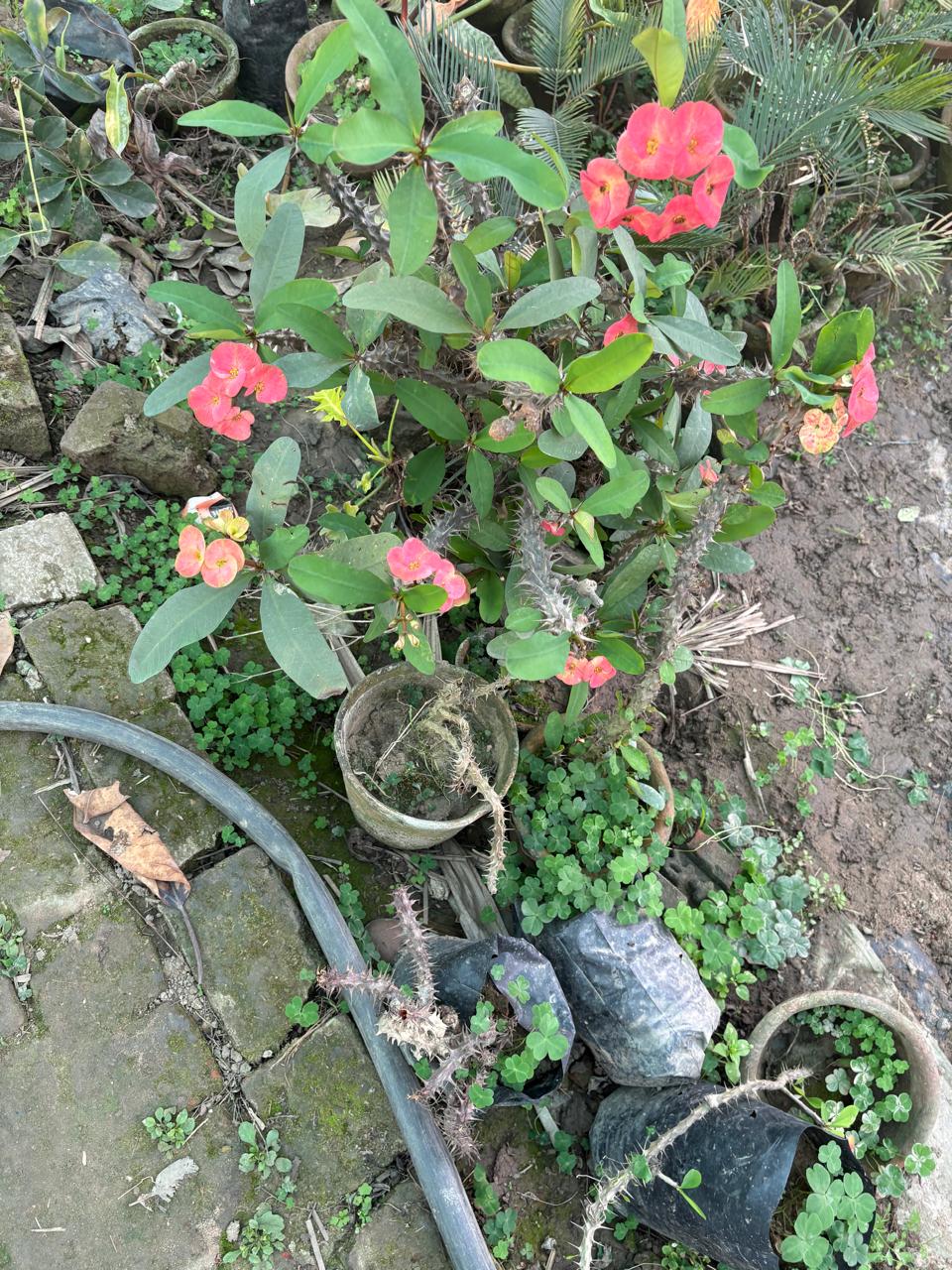 Thorny plant with pink flowers in a garden bed