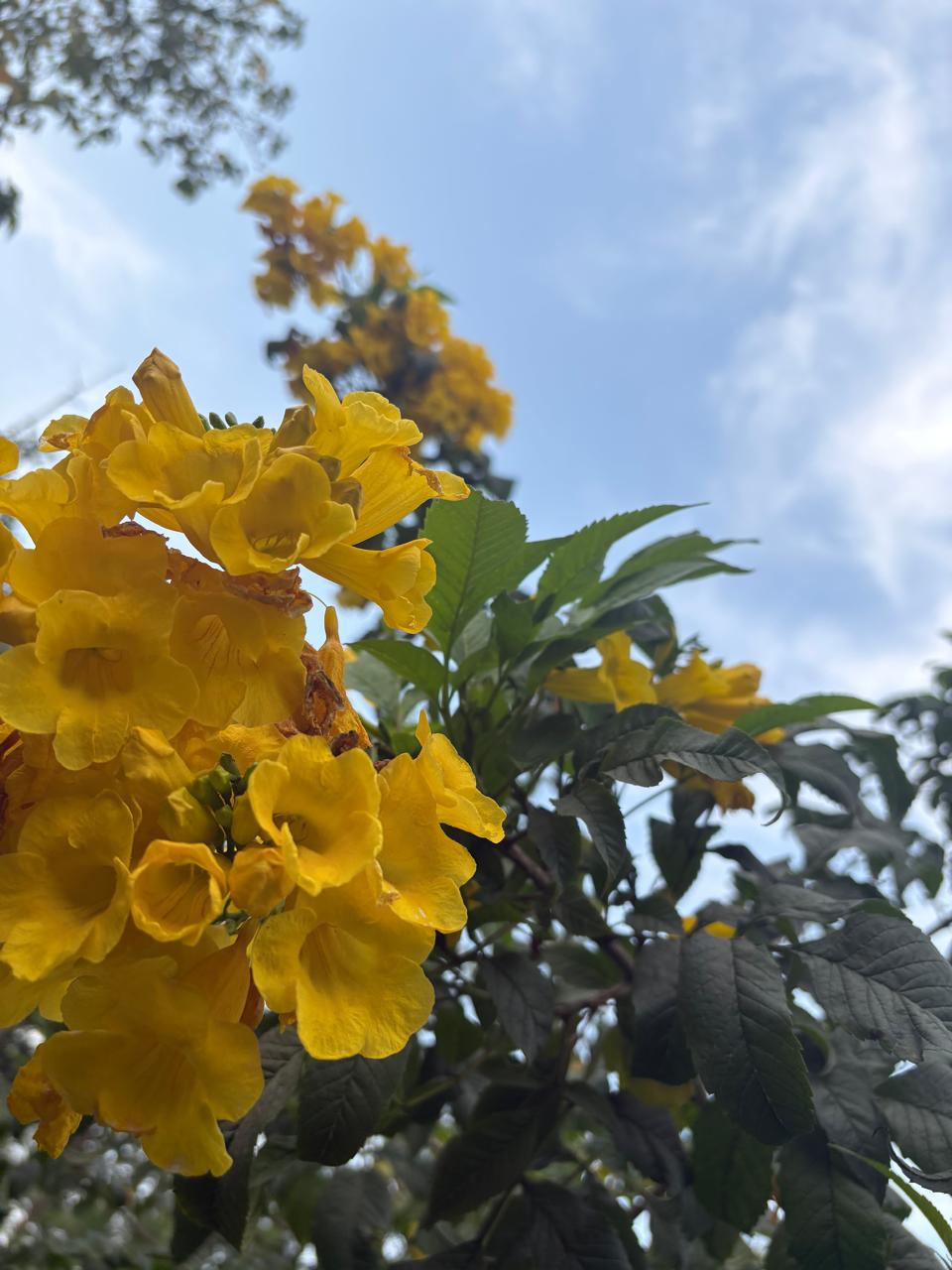 Bright yellow trumpet flowers against blue sky