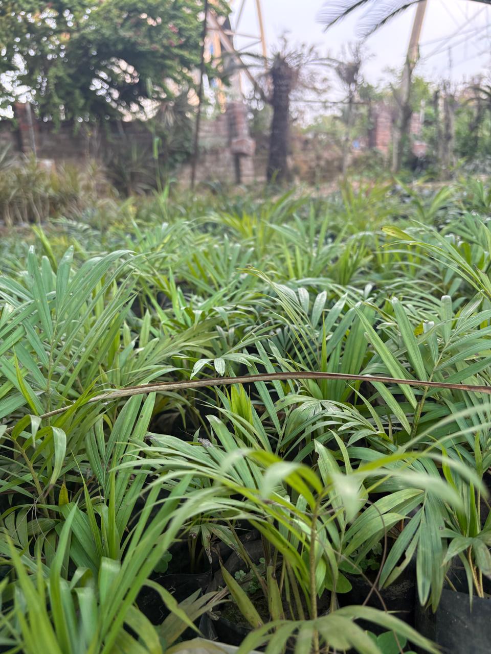 Rows of young coconut plants in a nursery