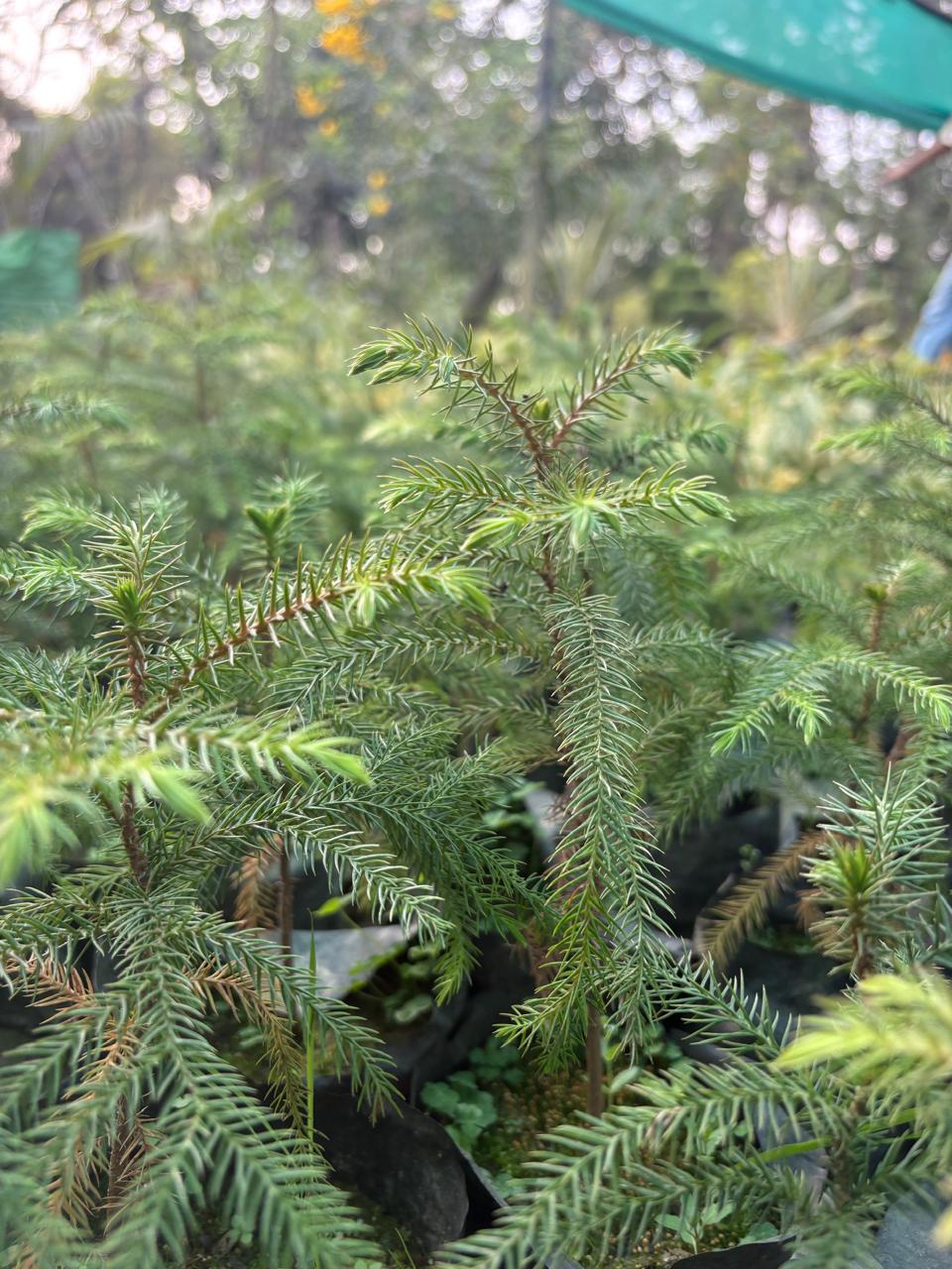 Close-up of a young fir tree with needle-like leaves